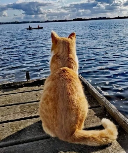 cat pier.jpg