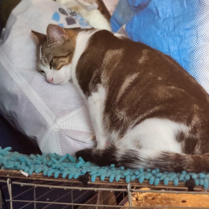 cat pillow.jpg