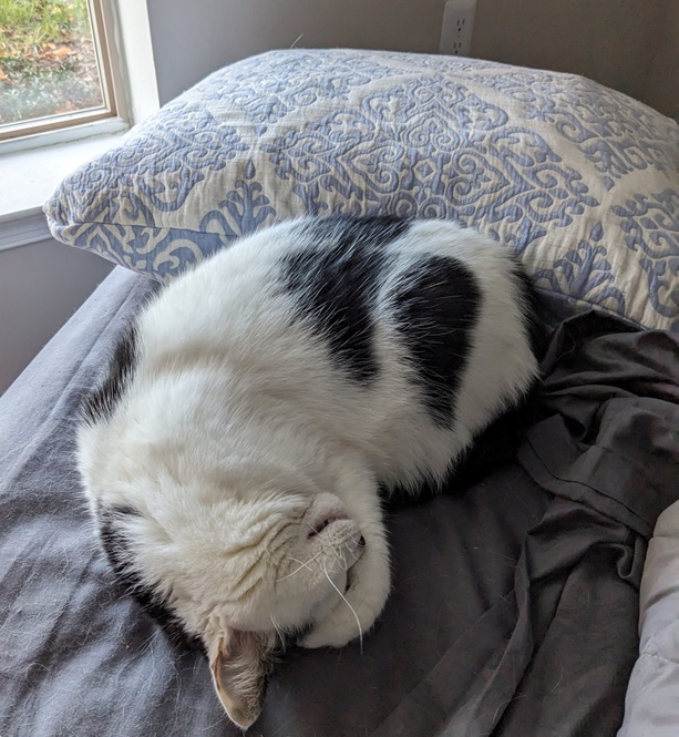 cat pillow.jpg