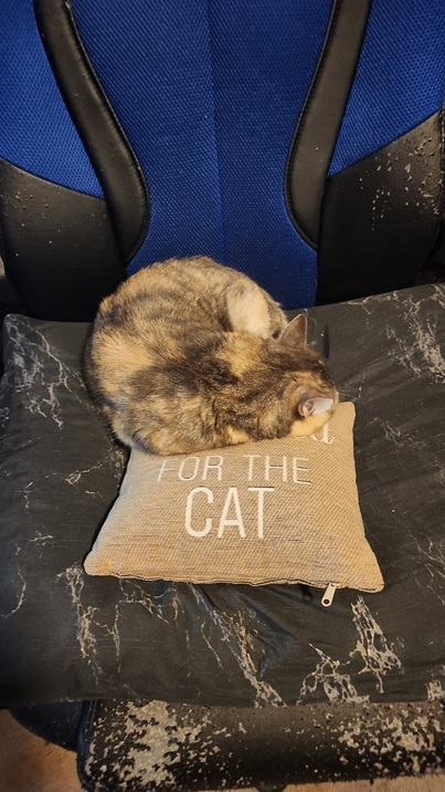 cat pillow.jpg