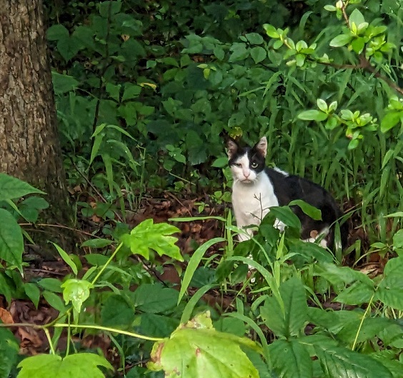 cat plants.jpg