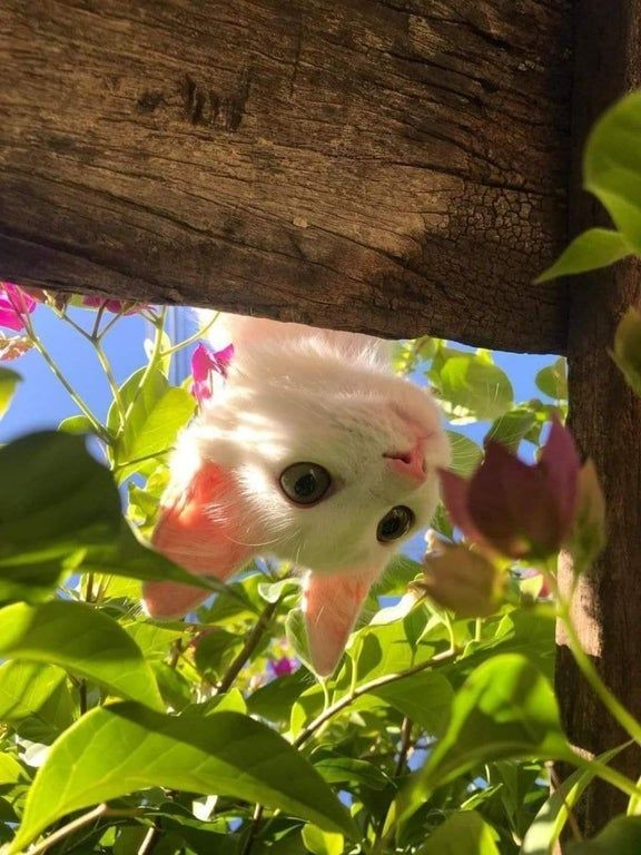 cat plants.jpg