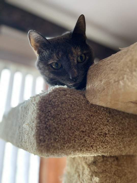cat plateau.jpg