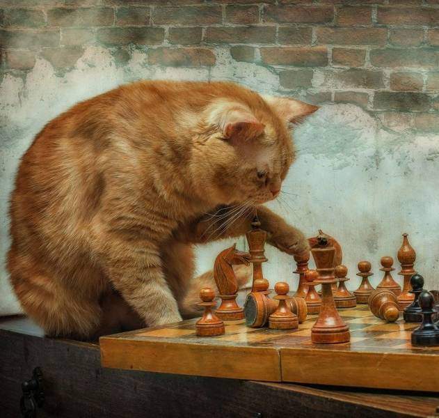 cat playes chess.jpg