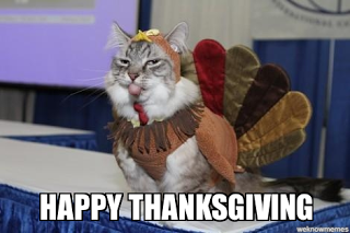 cat.png