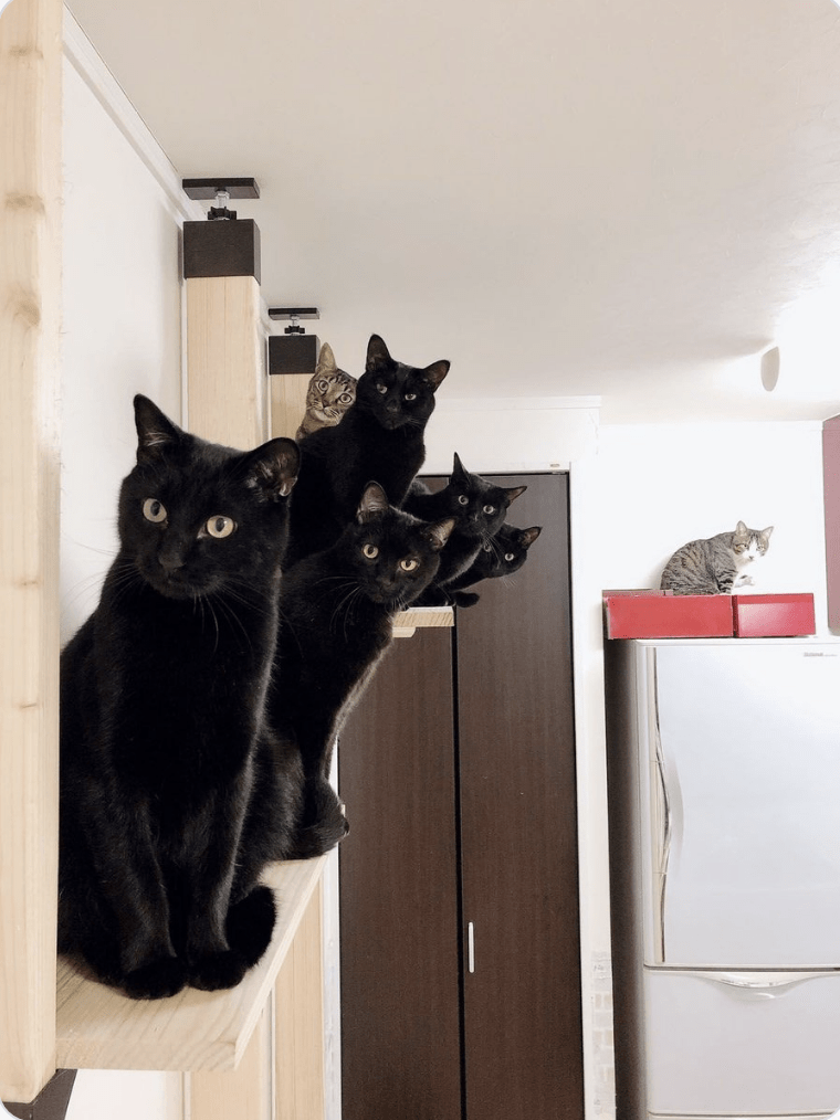 cat.png