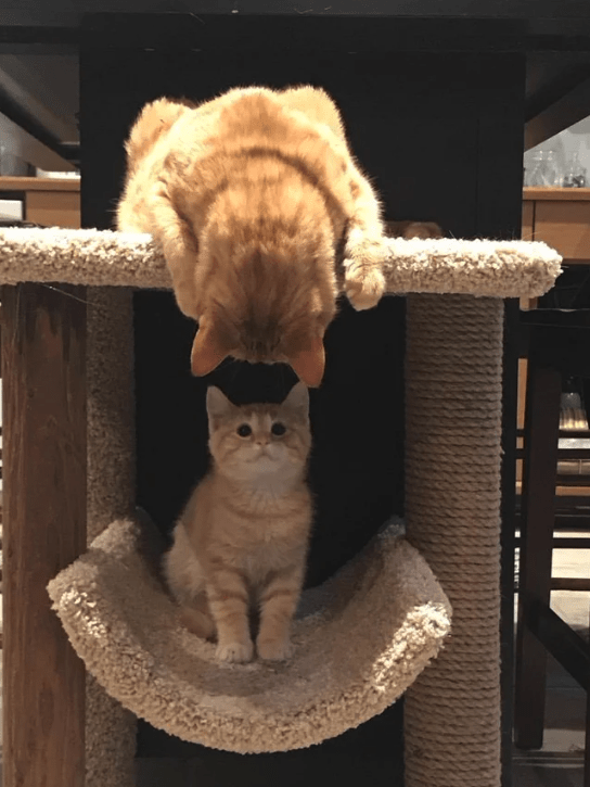 cat.png