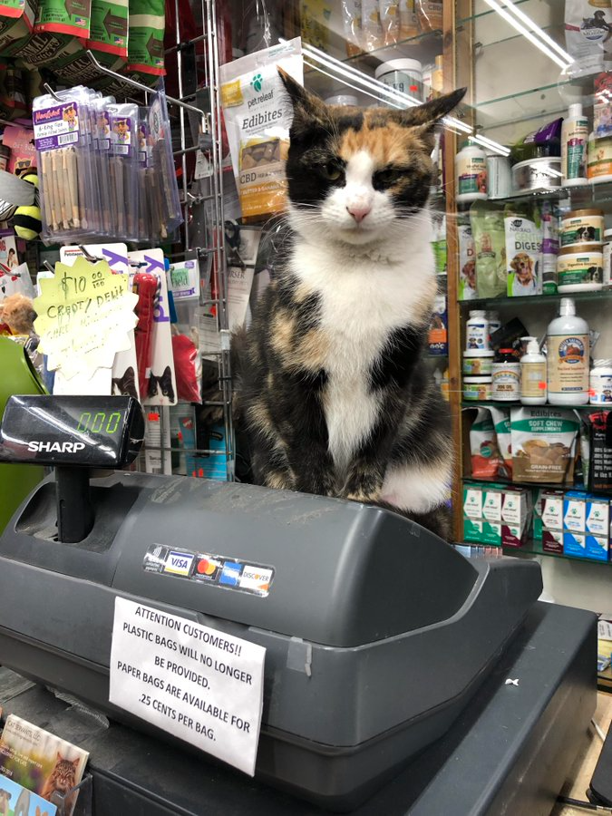 cat.png