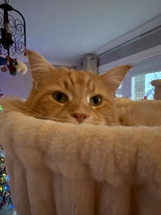 cat pod.jpg
