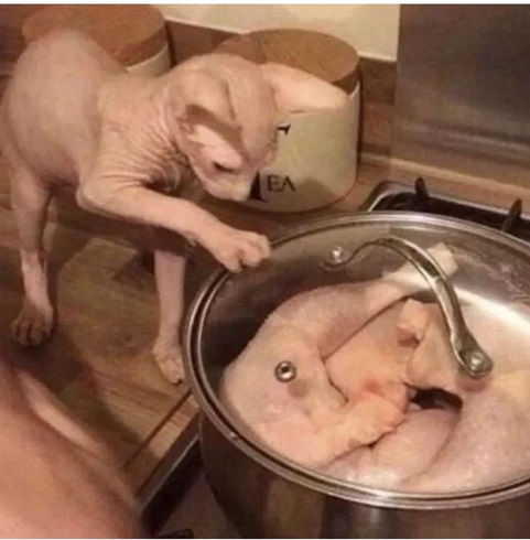 cat pot 2.jpg