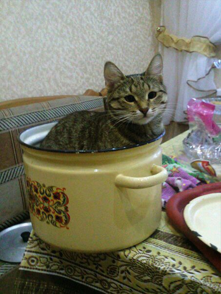 cat pot.jpg