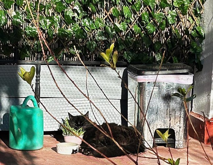 cat pot.jpg
