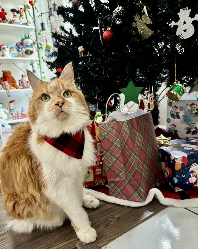 cat presents.jpg