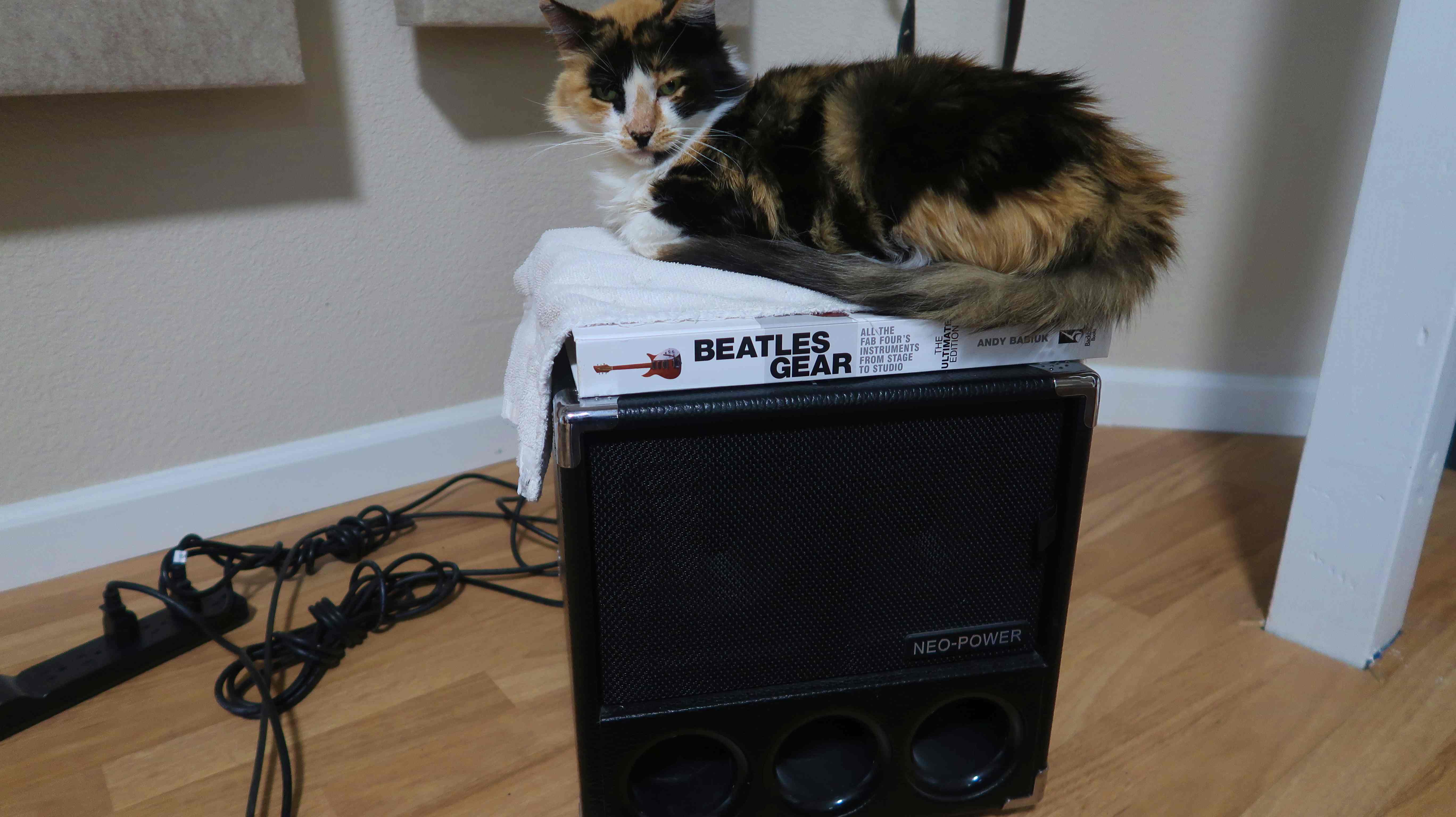 Cat Protection.JPG