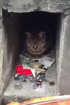 cat-protects-its-money.gif