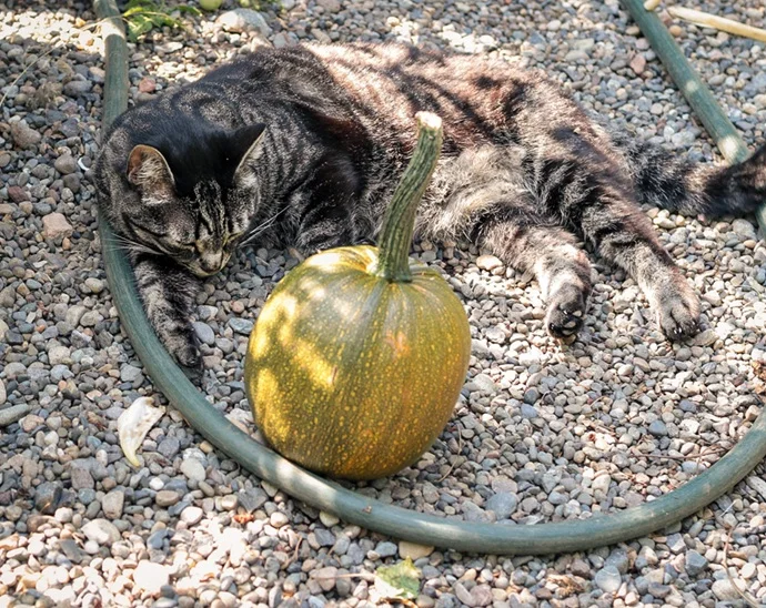 cat pumpkin.webp
