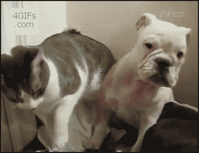 Cat-Punches-Friendly-Dog.gif