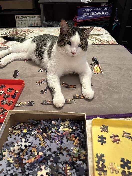 cat puzzle.jpg