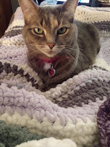 cat quilt.jpg
