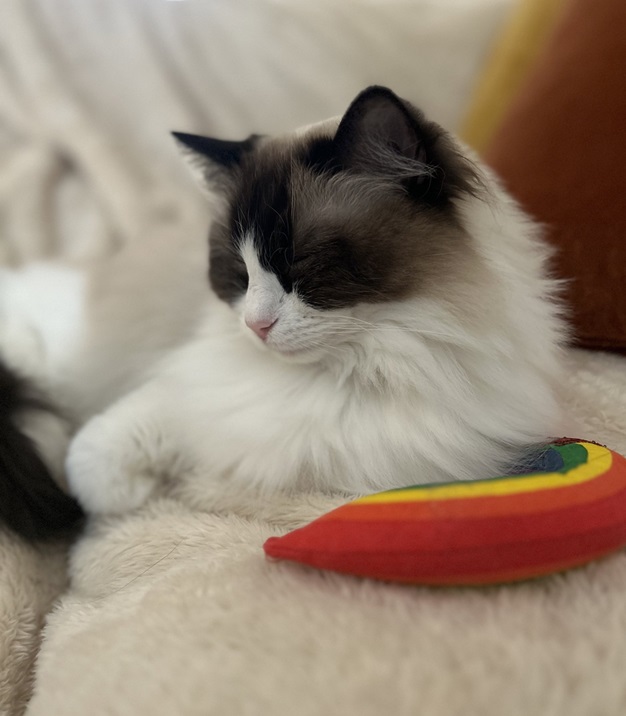 cat rainbow.jpg