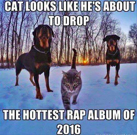 cat rap.png