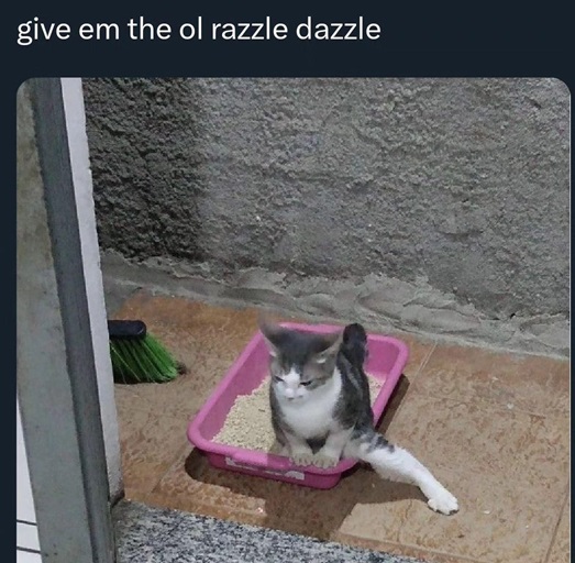 cat razzle.jpg