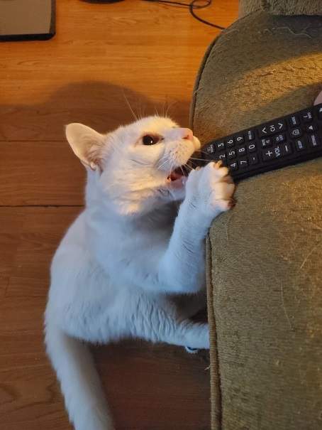 cat remote bite.jpg
