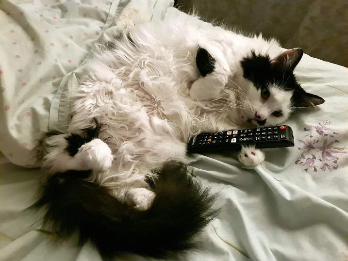 cat remote.jpg