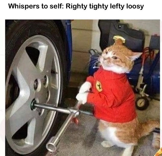 cat righty.jpg