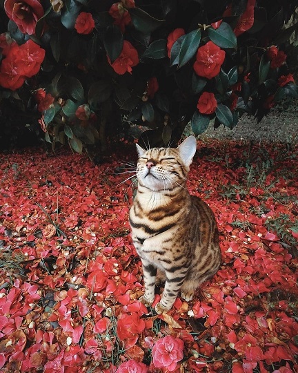 cat roses.jpg
