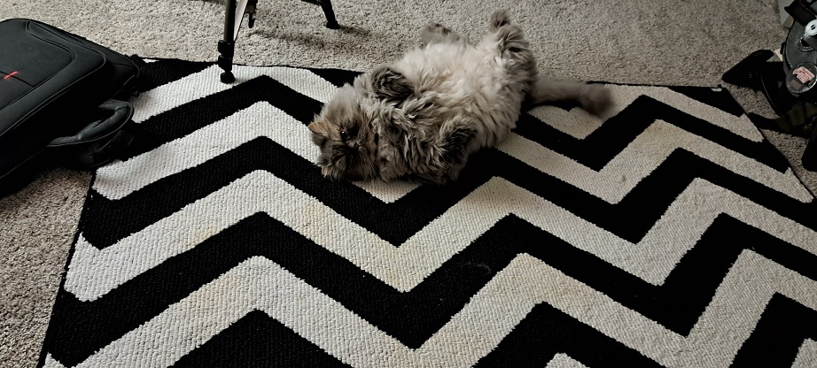 cat rug.jpg