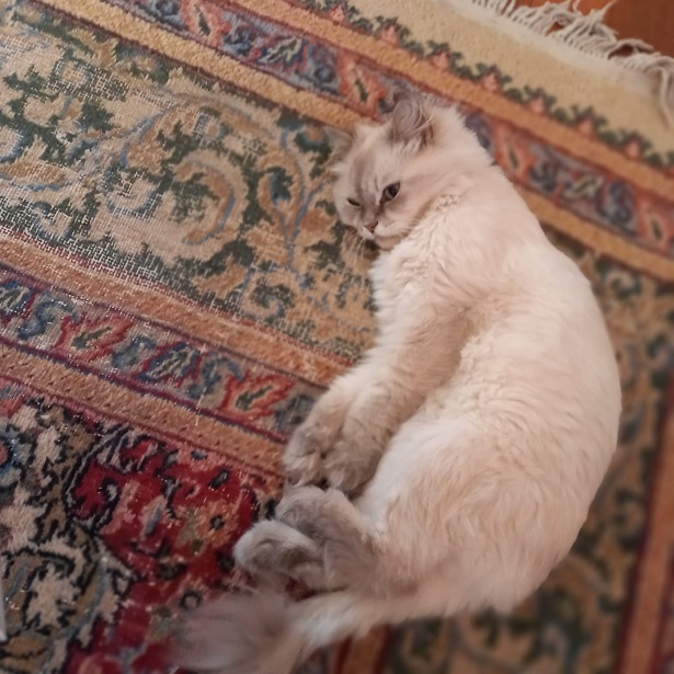 cat rug.jpg
