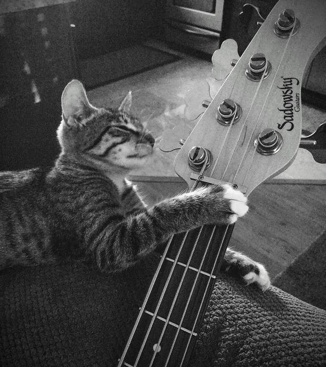 cat sad.jpg