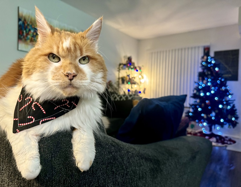 cat scarf.jpg