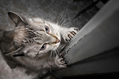 cat-scratching.jpg