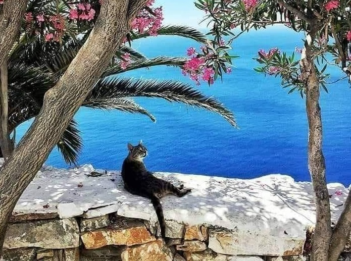 cat seaside.jpg