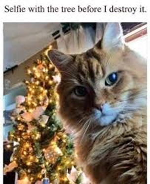 cat selfie.jpg