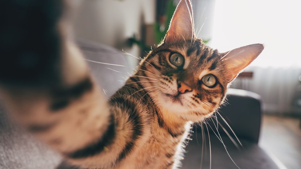 cat selfie.jpg