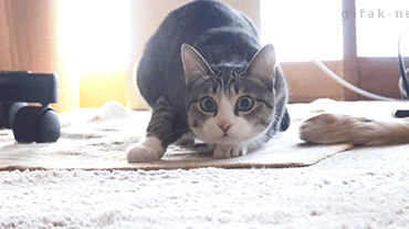 Cat Shaq.gif