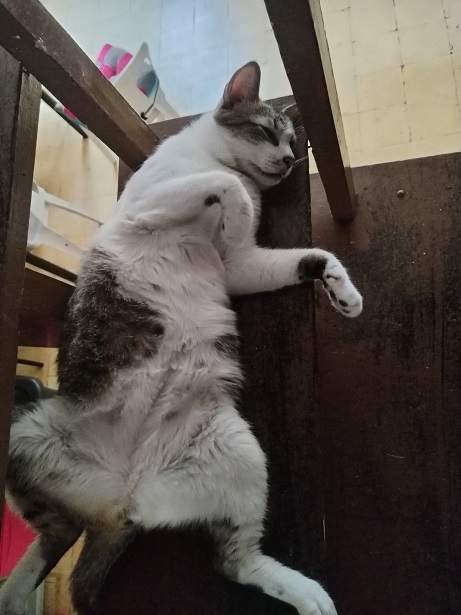 cat shelf.jpg