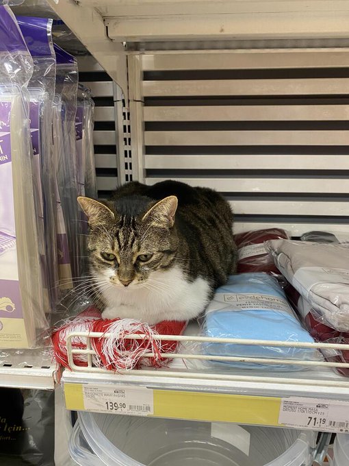 cat shelf.jpg
