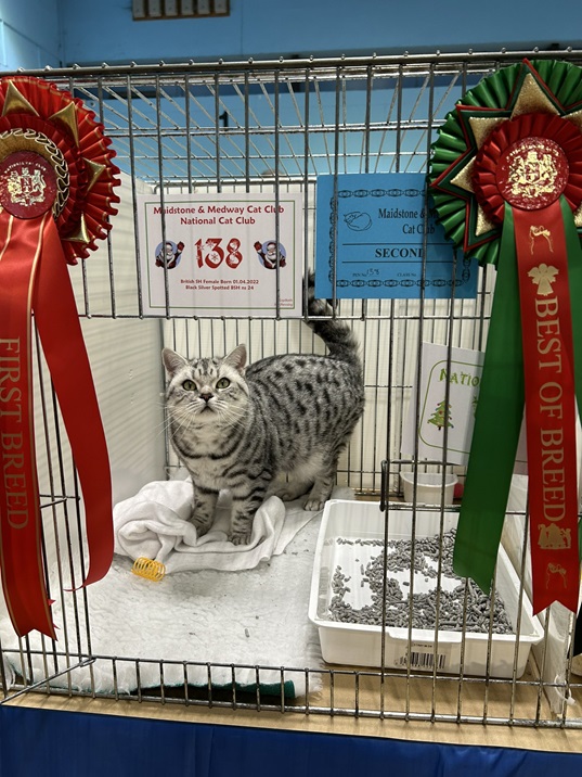 cat show.jpg