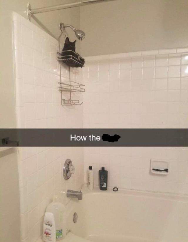 cat shower caddy.jpg