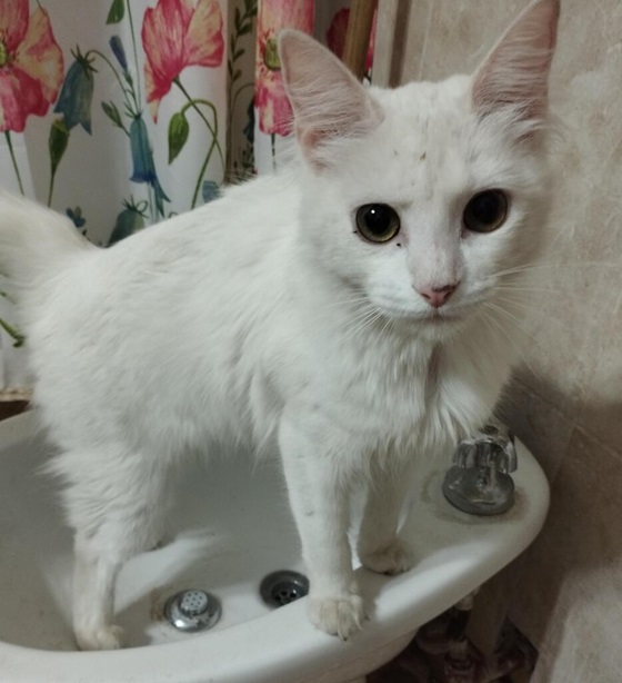 cat sink.jpg