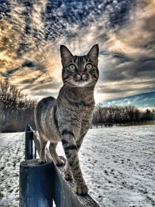 cat sky.jpg