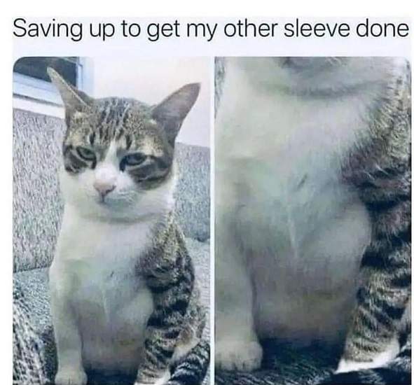 cat sleeve.jpg