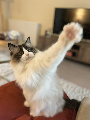 cat smack.jpg