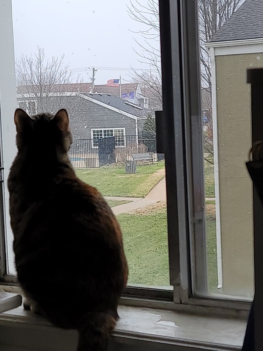 cat snow.jpg