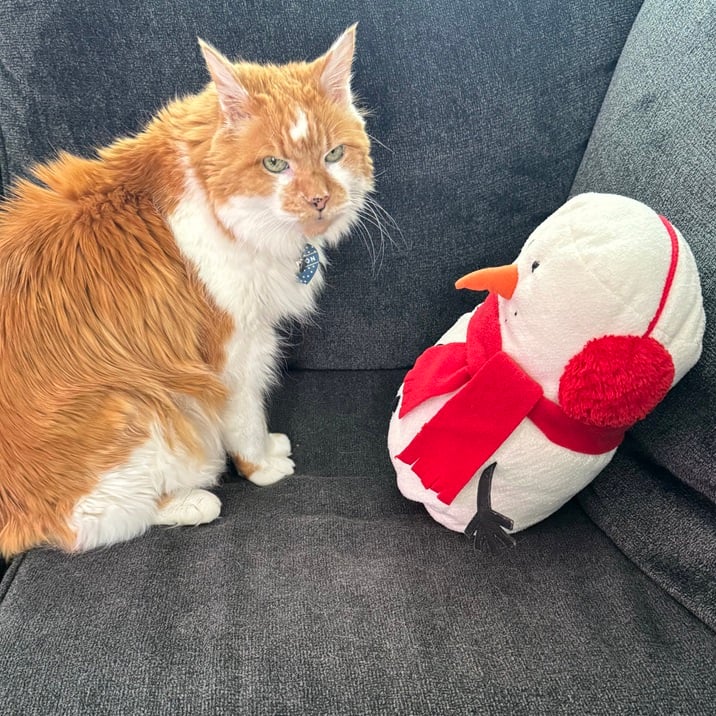 cat snowman.jpg