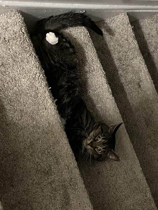 cat stairs.jpg